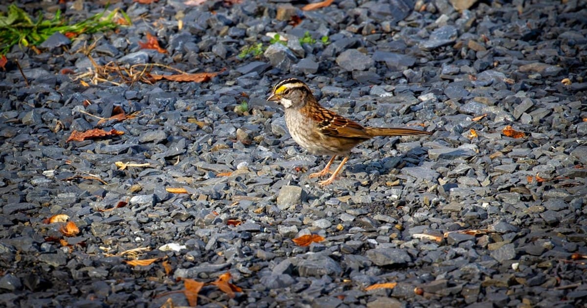 Federal Cannabis Laws Explained: Where Rescheduling and Reform Stand