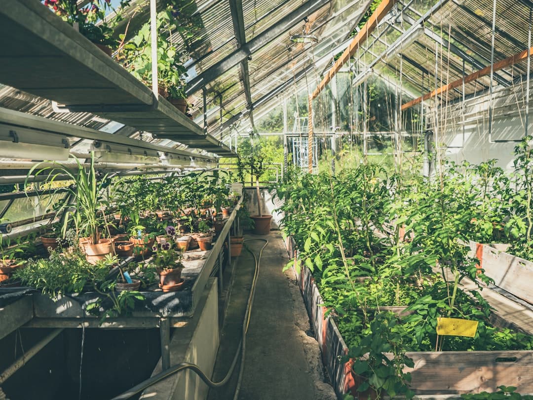 Indoor vs. Outdoor Cannabis Growing: Pros, Cons, and Key Differences