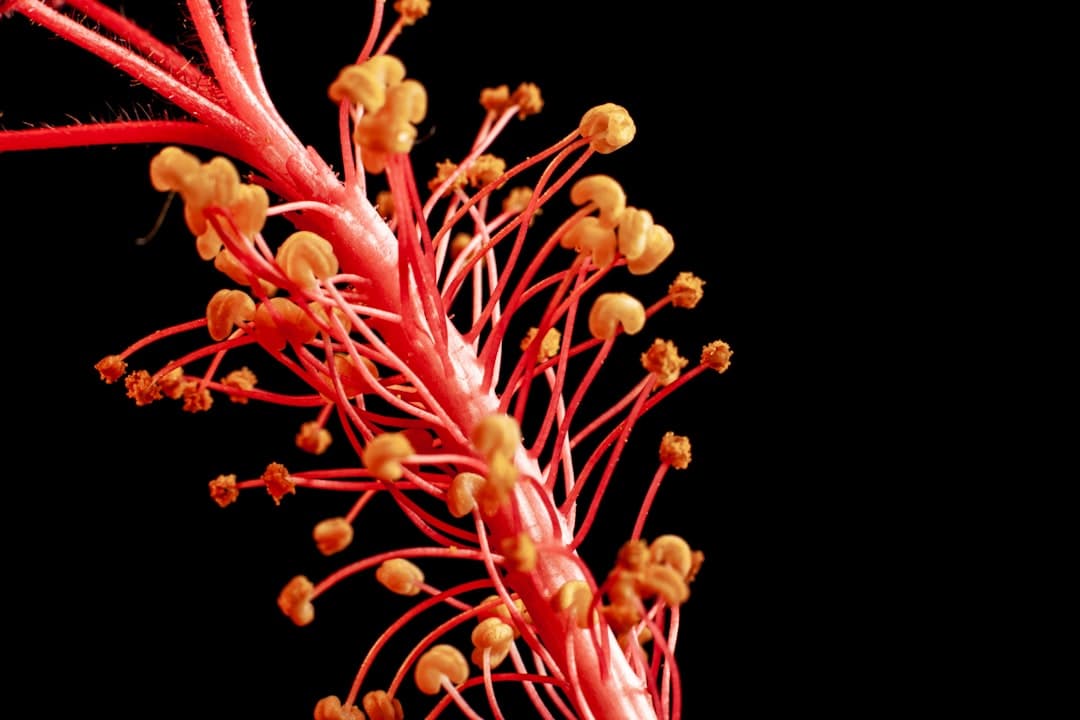 Cannabis Plant Anatomy: Flowers, Trichomes, and What Each Part Does