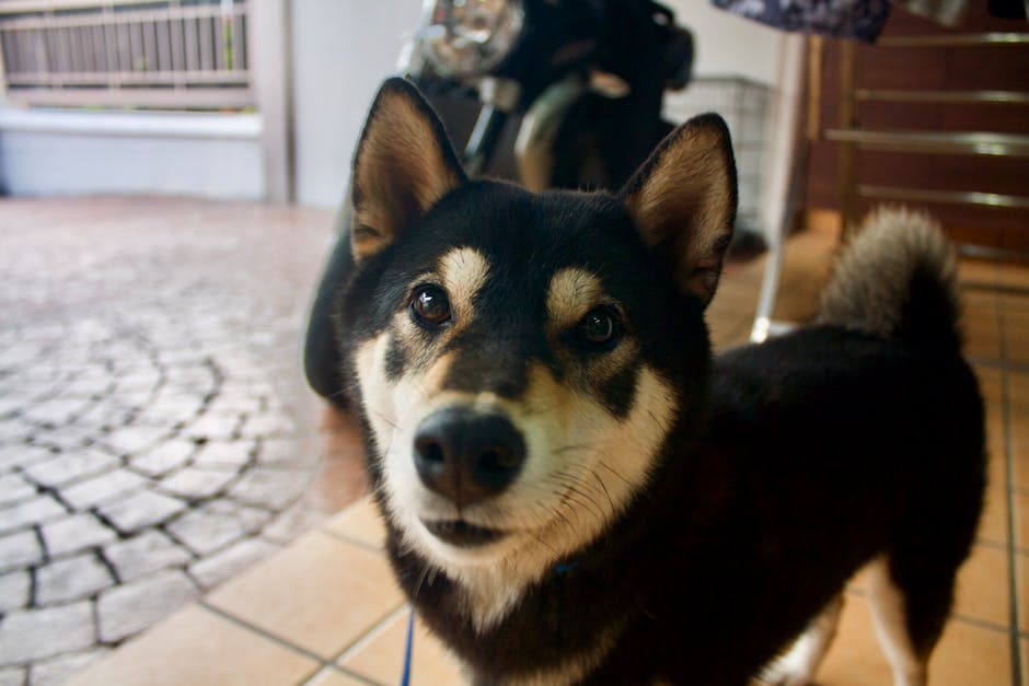 Cannabis and Pets: Is It Safe? What Every Pet Owner Should Know
