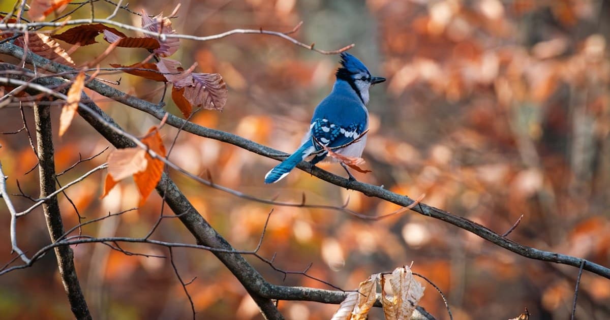 Blue Jay