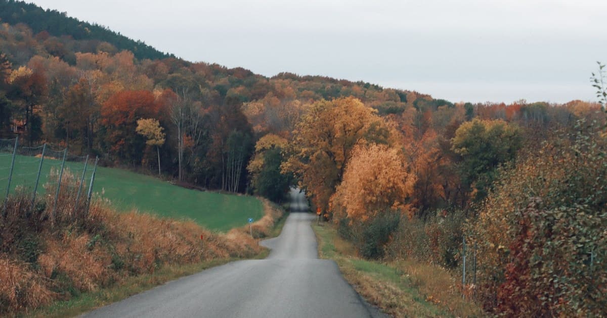 A picturesque road surrounded by colorful autumn trees, perfect for a fall wallpaper.